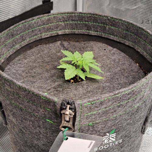 King of Kong on Pluto. Week 2 - Day 13