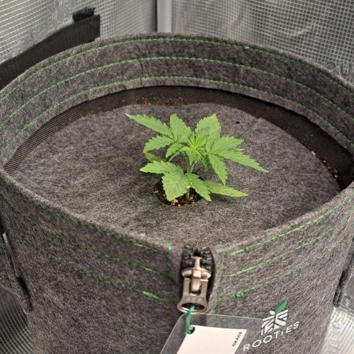 Gorilla King Auto Regular. Week 2