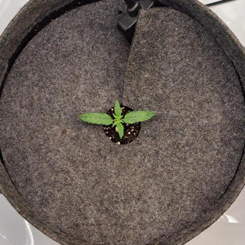 Purple skunks on Venus. Week 1 - Day 7