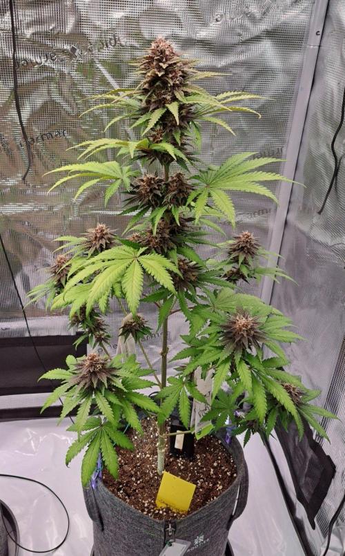 Venus on the trail of the red poison. Week 8 - Day 54
