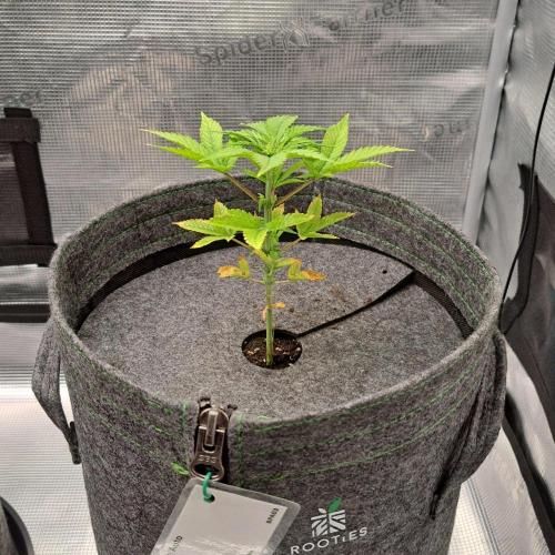 Purple Bananas spotted on Saturn. Week 5 - Day 30