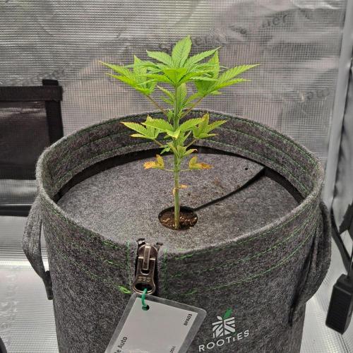 Purple Bananas spotted on Saturn. Week 5 - Day 31