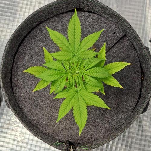 Purple Bananas spotted on Saturn. Week 5 - Day 32