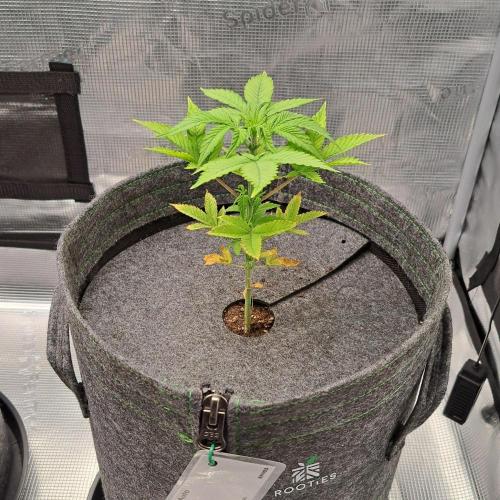 Purple Bananas spotted on Saturn. Week 5 - Day 32