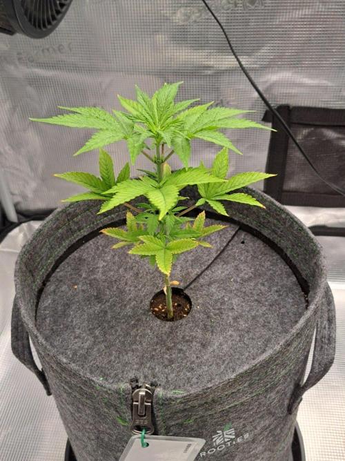 Purple Bananas spotted on Saturn. Week 5 - Day 34