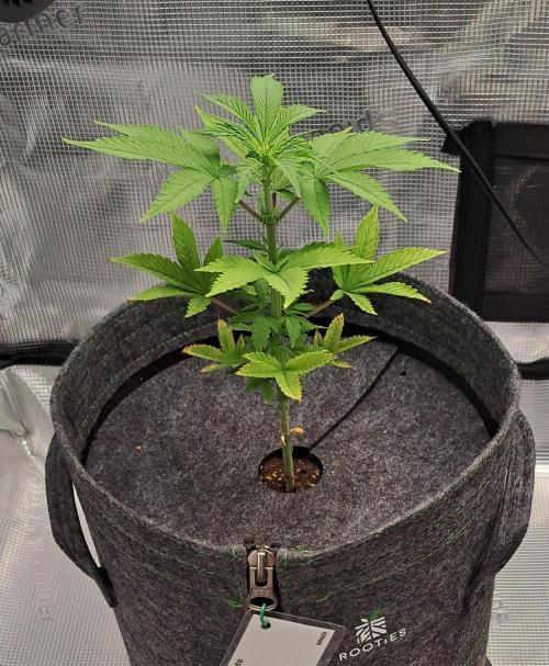 Purple Bananas spotted on Saturn. Week 5 - Day 35