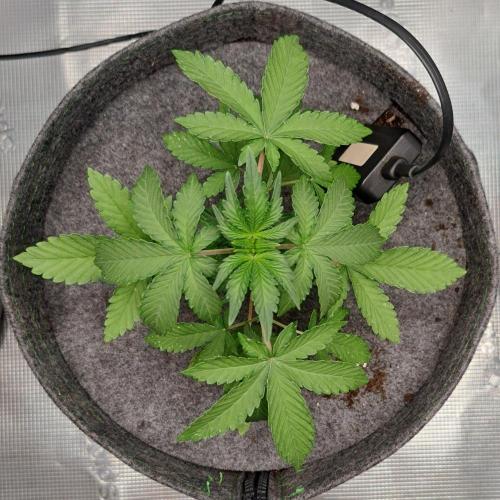 Saturn is super boofing. Week 4 - Day 22
