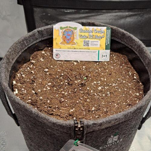 Banana on the roots for Venus. Week 0 - Day 0