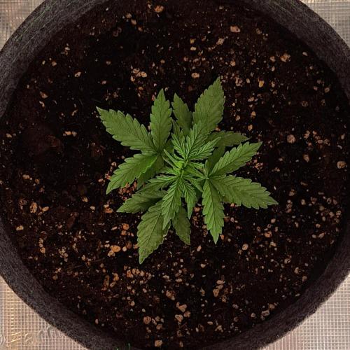 King of Kong on Pluto. Week 3 - Day 15