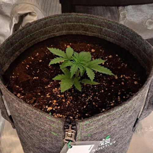King of Kong on Pluto. Week 3 - Day 15