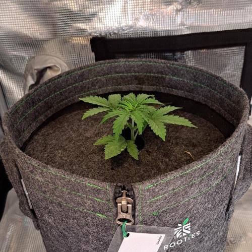 King of Kong on Pluto. Week 3 - Day 16