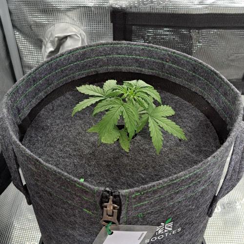King of Kong on Pluto. Week 3 - Day 17