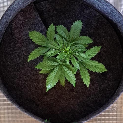 King of Kong on Pluto. Week 3 - Day 18