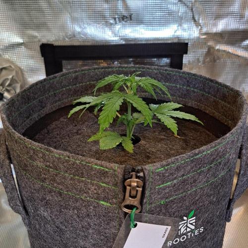 King of Kong on Pluto. Week 3 - Day 18