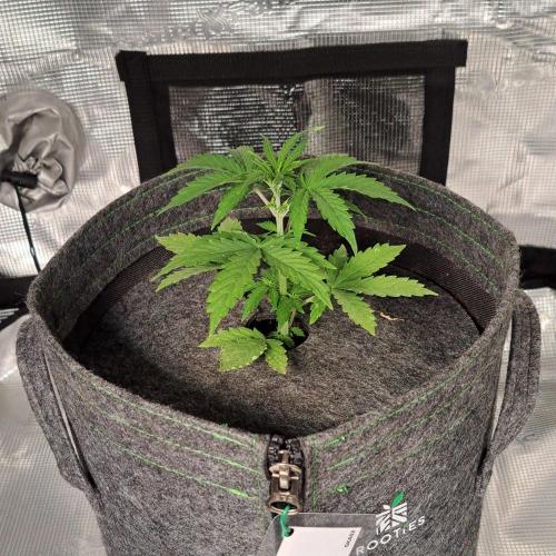 King of Kong on Pluto. Week 3 - Day 20