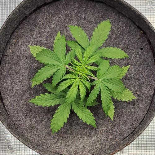 King of Kong on Pluto. Week 3 - Day 21
