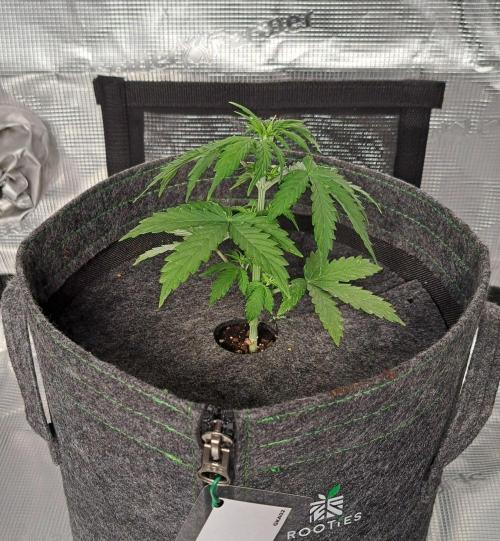 Gorilla King Auto Regular. Week 3