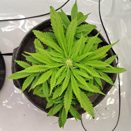 Fruity glue for Venus. Week 6 - Day 36