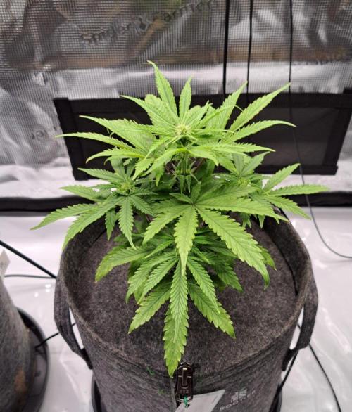 Fruity glue for Venus. Week 6 - Day 36