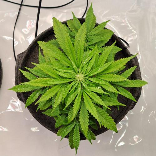 Fruity glue for Venus. Week 6 - Day 37