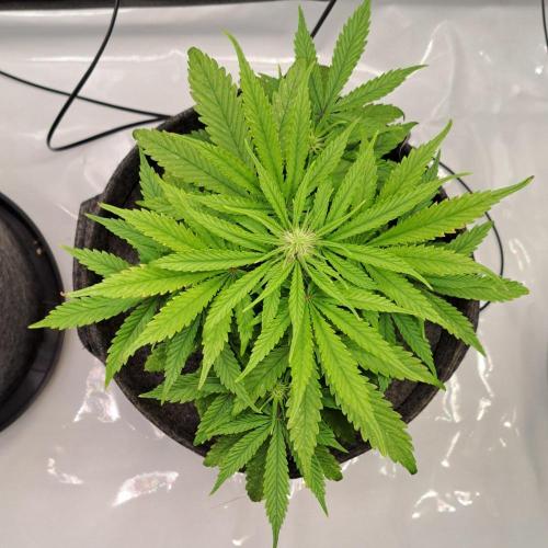 Fruity glue for Venus. Week 6 - Day 38