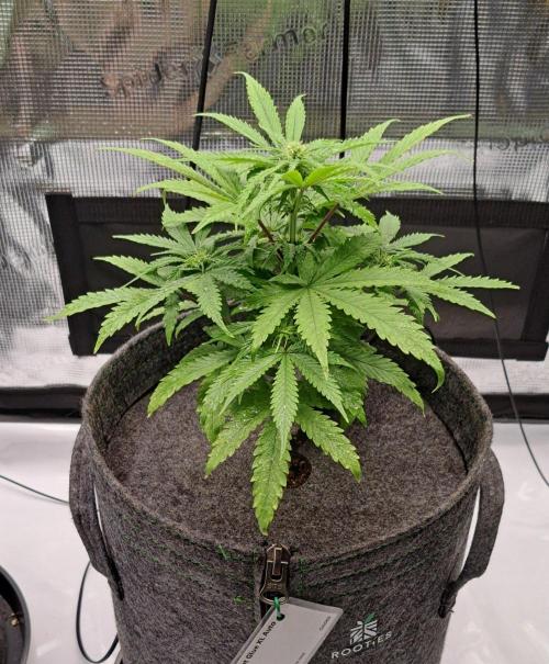 Fruity glue for Venus. Week 6 - Day 37