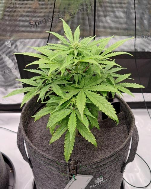 Fruity glue for Venus. Week 6 - Day 38