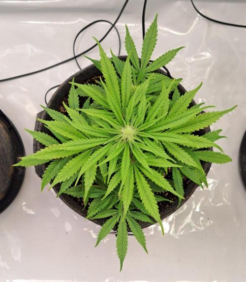 Fruity glue for Venus. Week 6 - Day 39