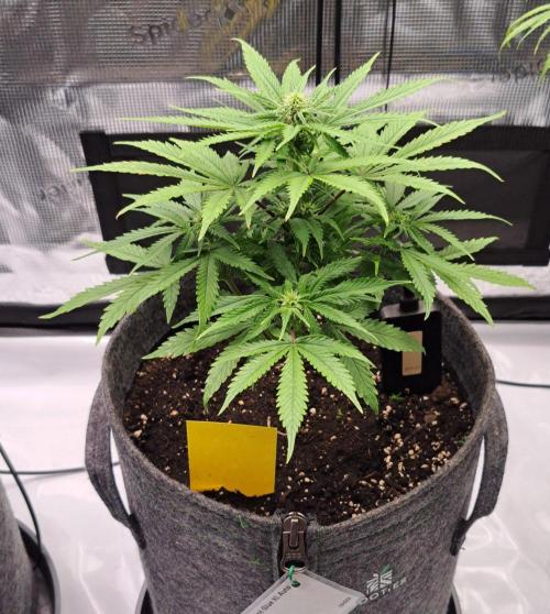 Fruity glue for Venus. Week 6 - Day 39