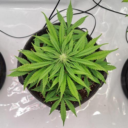 Fruity glue for Venus. Week 6 - Day 40