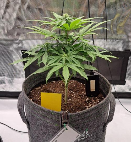 Fruity glue for Venus. Week 6 - Day 40