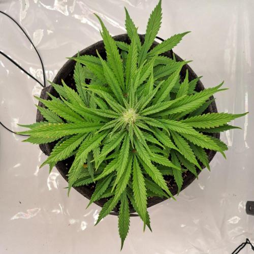 Fruity glue for Venus. Week 6 - Day 4