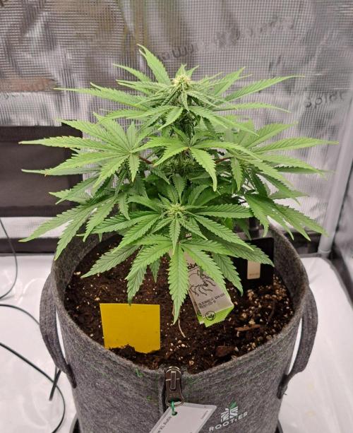 Fruity glue for Venus. Week 6 - Day 41