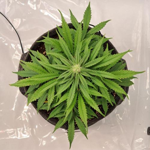 Fruity glue for Venus. Week 6 - Day 42