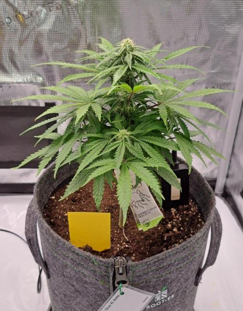 Fruity glue for Venus. Week 6 - Day 42