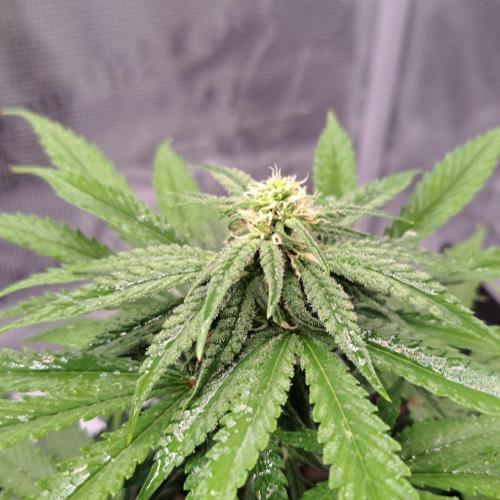 Fruity glue for Venus. Week 6 - Day 42