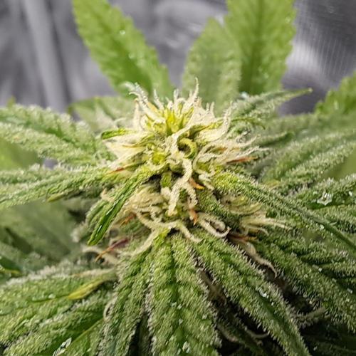 Grow Tent 4.5x2x6.5. Week 6