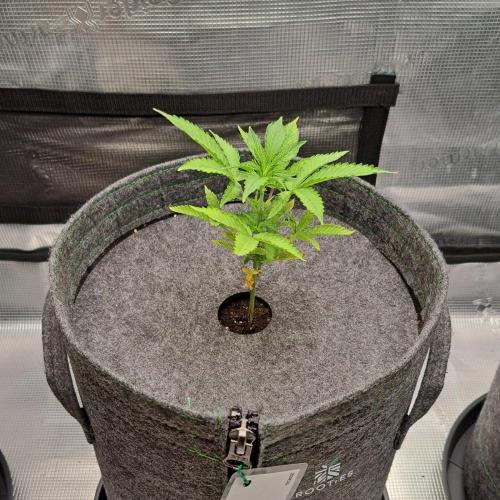 Tropical cherry for Saturn. Week 5 - Day 31