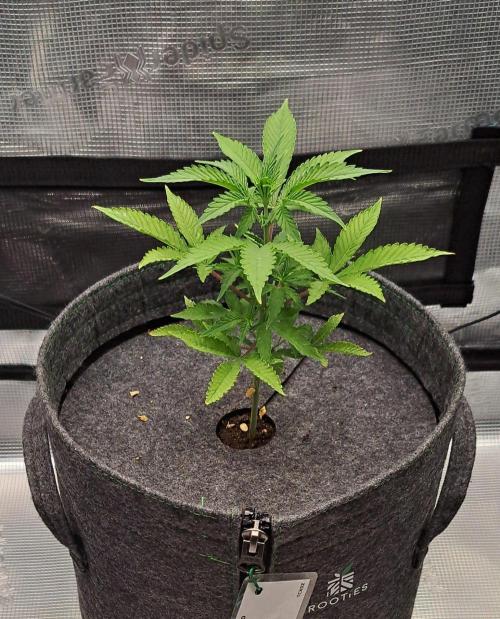 Tropical cherry for Saturn. Week 5 - Day 35