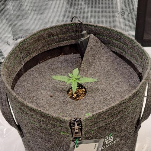 Purple skunks on Venus. Week 2 - Day 9