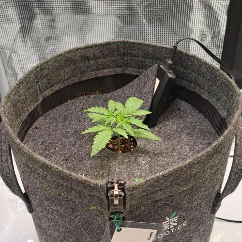 Purple skunks on Venus. Week 2 - Day 13
