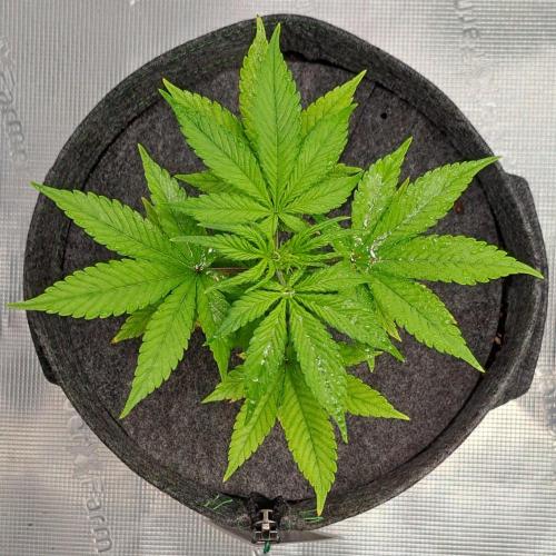 Purple Bananas spotted on Saturn. Week 6 - Day 36