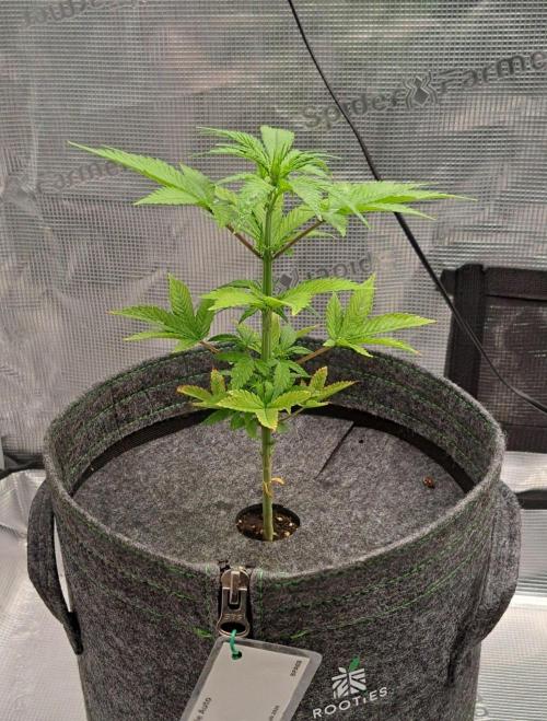 Purple Bananas spotted on Saturn. Week 6 - Day 36