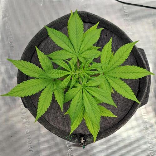Purple Bananas spotted on Saturn. Week 6 - Day 37