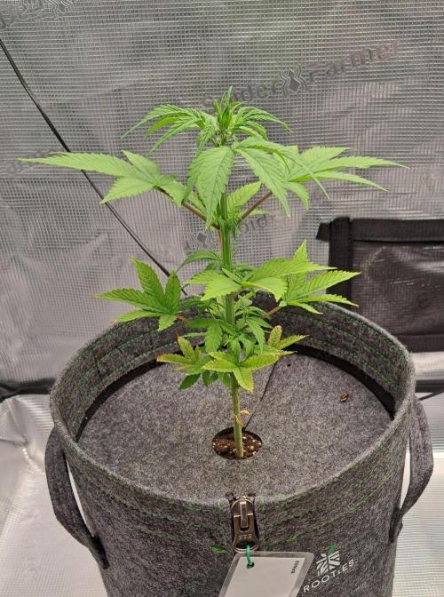 Purple Bananas spotted on Saturn. Week 6 - Day 37