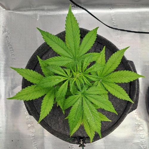 Purple Bananas spotted on Saturn. Week 6 - Day 38