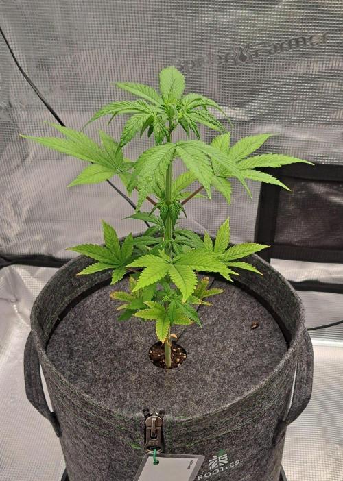 Purple Bananas spotted on Saturn. Week 6 - Day 38