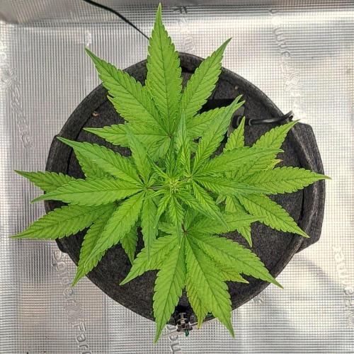 Purple Bananas spotted on Saturn. Week 6 - Day 39