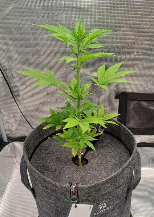 Purple Bananas spotted on Saturn. Week 6 - Day 39