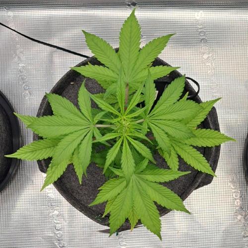 Purple Bananas spotted on Saturn. Week 6 - Day 40